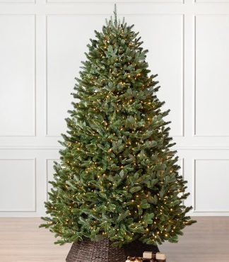 Sapin de Fraser